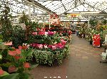 Christmas plants at Hollybush garden centre