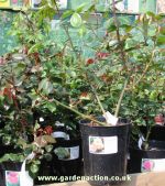 Larger than normal pot sizes at this garden centre