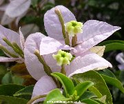 Flower of a bouganvillea