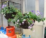 Hanging baskets