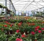 Bedding plants at Kings Hill