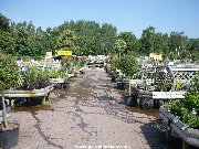 Outdoor plants area