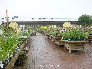 The outdoor plants area at Monkton Elm.