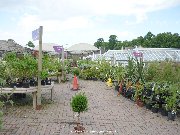 Outdoor plants at the Notcutts Duckeries