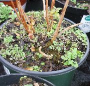 Weeds in plant pot