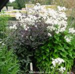 Clematis recta Purpurea