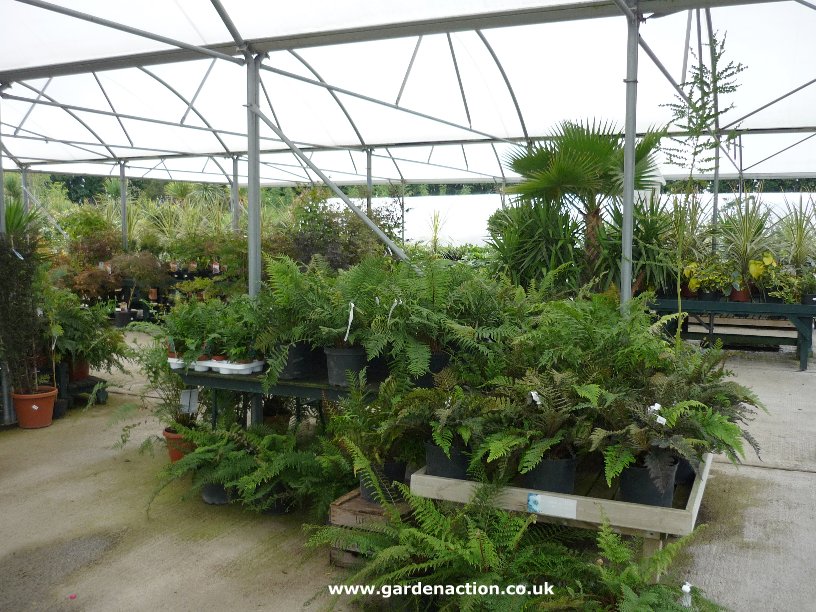 Smiths Nurseries New Denham