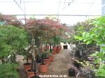 Good range of acers