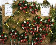 Christmas tress at Stratford Garden Centre