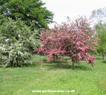 Hawthorn in blossom