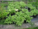 Hostas