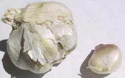 garlic picture, the garlic bulb and a clove