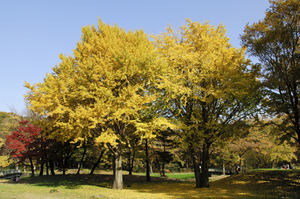 Ginkgo Tree