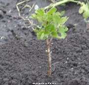 Planted gooseberry cutting