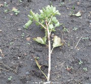 A gooseberry cutting