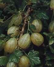 Gooseberry picture - 'The Leveller'