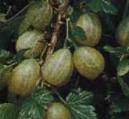 Gooseberry variety Leveller