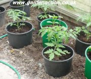 Ring culure of tomatoes in a greenhouse