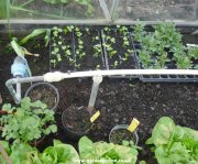 Automatic watering system for a greenhouse