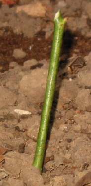 rose propagate by cutting picture