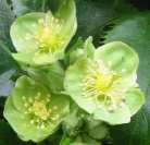 Helleborus argutifolius. Click the picture to enlarge