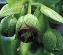 Hellebore foetidus wester flisk - click to enlarge