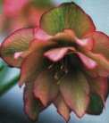 Hellebore orientalis - click to enlarge