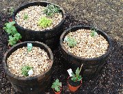 Container herb garden