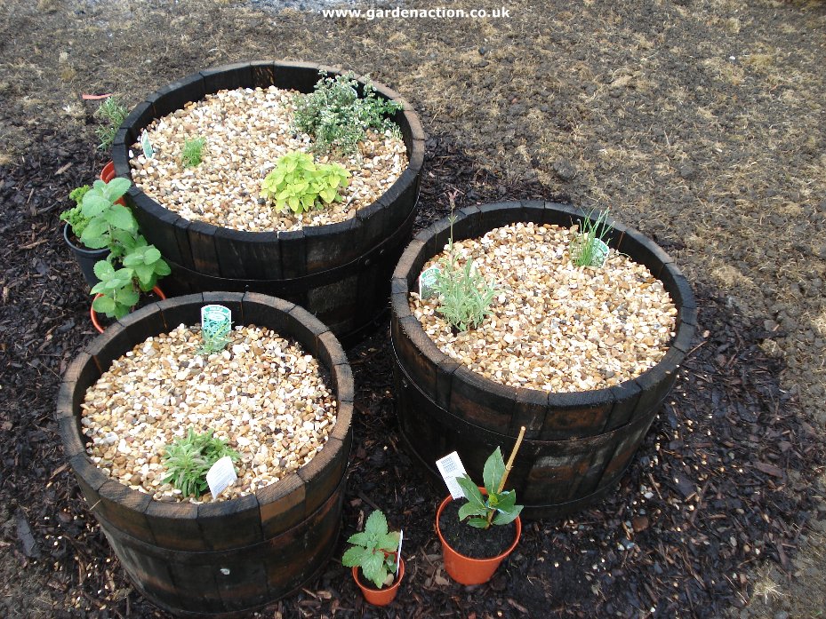 Grow Herbs In Containers Planting The Herbs