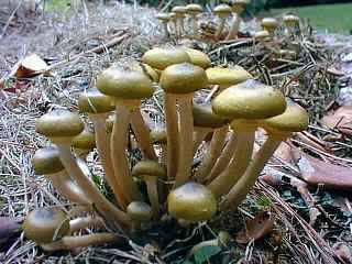 Honey Fungus - picture courtesy www.js.clara.net Jonathan Simons