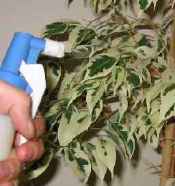Caring for your house plant - spray with water