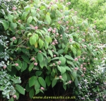Hydrangea aspera strigosa. Click picture to enlarge.