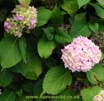 Hydrangea generale vicomtesse de vibraye. Click picture to enlarge.