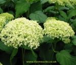 Hydrangea with lime green flowers.