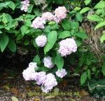 Hydrangea macrophylla Bouquet Rose. Click picture to enlarge.