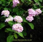 Hydrangea macrophylla Heinrich Seidel. Click picture to enlarge.