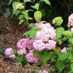 Hydrangea macrophylla neidersachen. Click picture to enlarge