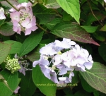 Hydrangea serrata Blue Deckle