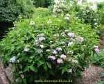 Hydrangea serrata Blue Deckle. Click picture to enlarge