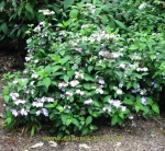 Hydrangea serrata Bluebird. Click picture to enlarge.