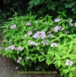 Hydrangea serrata chinensis. Click picture to enlarge.
