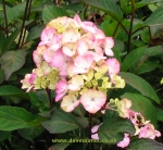 Hydrangea serrata Preziosa