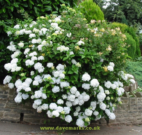 Hydrangea White
