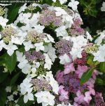 Petals of Hydrangea macrophylla Lanarth White