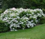 Picture of Hydrangea macrophylla Lanarth White bush