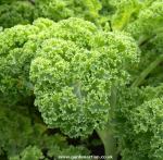 Curly Kale