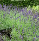 Lavender Hidcote picture