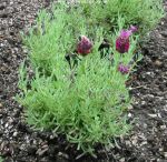 Picture of lavender Kew Red