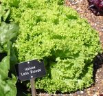 Picture of Lettuce Bionda