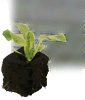 Lettuce seedling picture
